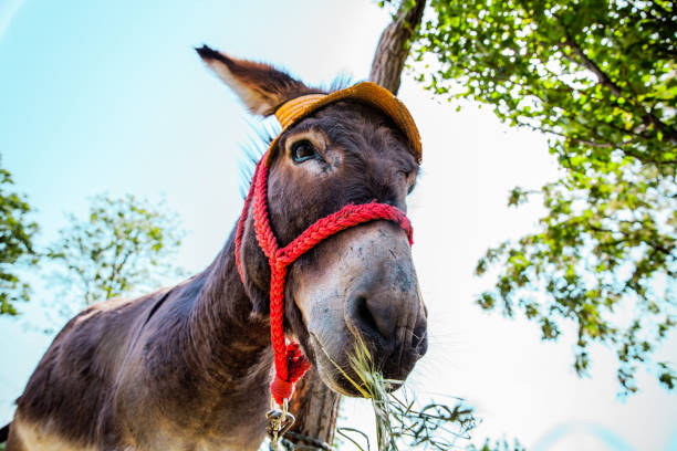 istock Donkey at the Petting Zoo 967113662