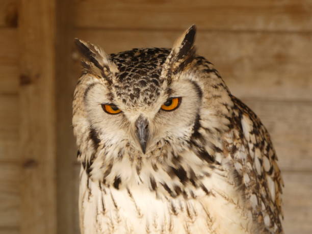 istock Bengal Eagle Owl, also known as the Indian Eagle Owl or Rock eagle Owl. Bubo Bengalensis 967114068