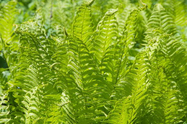 istock Closeup curled fern frond in spring 967116482