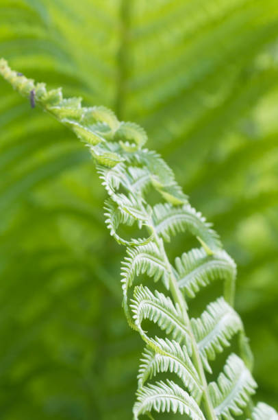 istock Closeup curled fern frond in spring 967116854