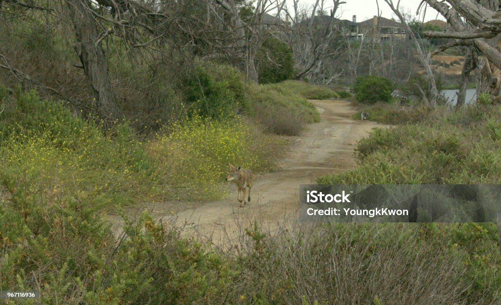 A wonderer. A coyote is wondering in the Bolsa Chica wetland. Coyote Stock Photo