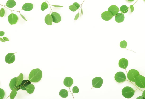 istock green eucalyptus branches on a white background.abstract. top view.copy space 967117106