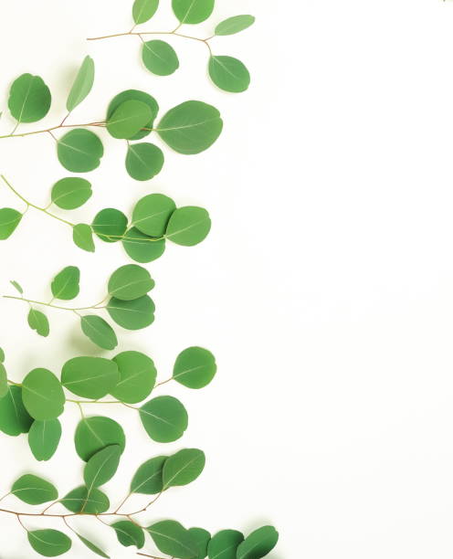 istock green eucalyptus branches on a white background.abstract. top view.copy space 967117378