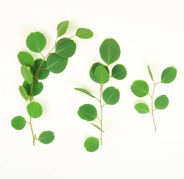 istock green eucalyptus branches on a white background.abstract. top view.copy space 967117434
