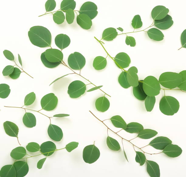 istock green eucalyptus branches on a white background.abstract. top view.copy space 967117454