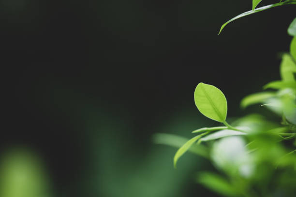 istock Closeup nature view of dark green leaf 967117938