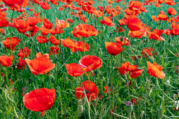 istock Red poppy flowers field 967120104