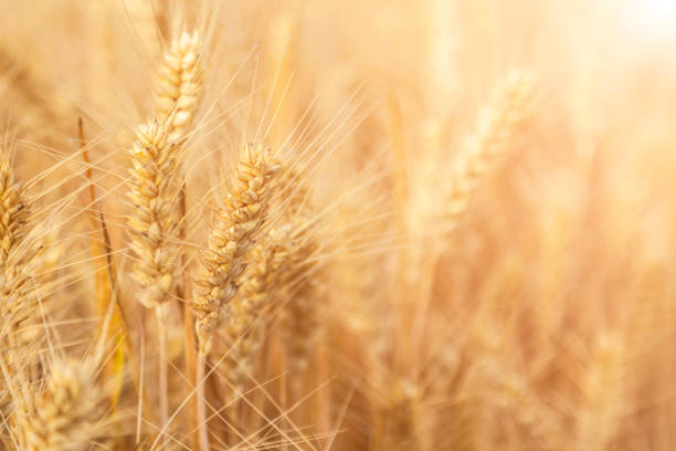 istock Golden wheat field and sunny day 967120678