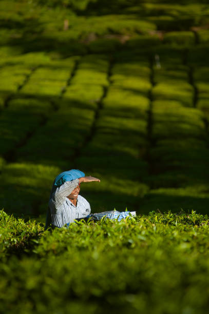 tea picker woman collect leaves at plantation amond the green bushes 20 february 2018 munnar, india - munnar imagens e fotografias de stock