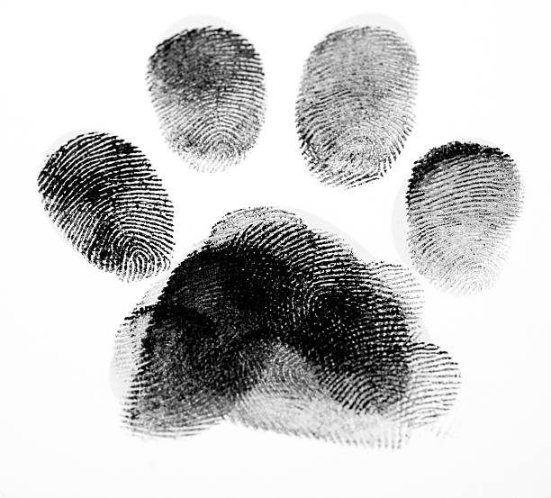 istock Paw Made up of Fingerprints 96712138