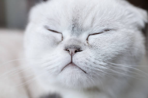 istock Portrait of white scottish fold cat. 967124586