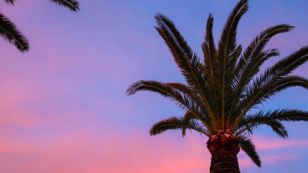 istock Palm tree with beautiful pink and blue sky at sunset 967124944