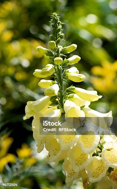 Leuchtendes Yellow Foxglove Pflanzen Stockfoto und mehr Bilder von Blume - Blume, Einzelne Blume, Farbbild