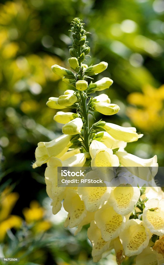 Retroiluminado digital amarilla plantas - Foto de stock de Amarillo - Color libre de derechos