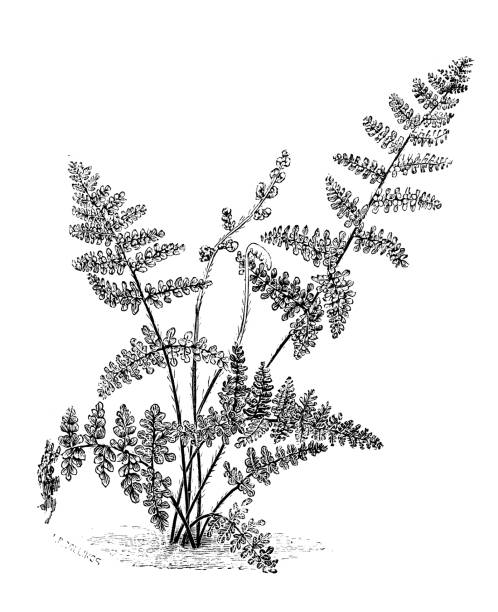 식물학 식물 골동품 조각 그림: cheilanthes clevelandii, myriopteris clevelandii, 클리블랜드의 립 화분 - cleveland south carolina stock illustrations