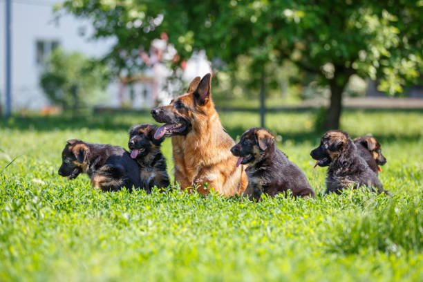 istock German shepherd with its puppies resting on grass 967126230