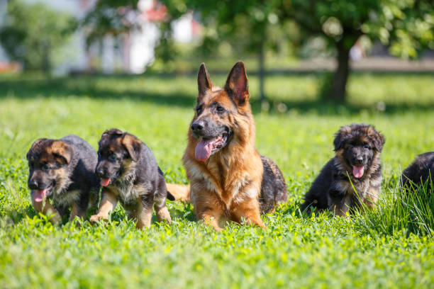 istock German shepherd with its puppies resting on grass 967126338
