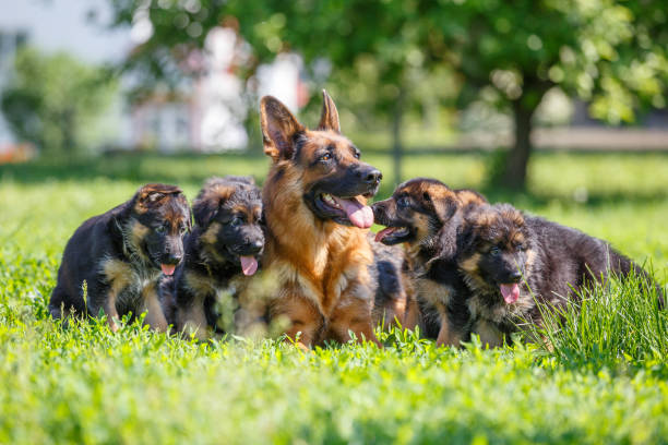 pastor alemán con sus cachorros descansando sobre la hierba - pets friendship green small fotografías e imágenes de stock