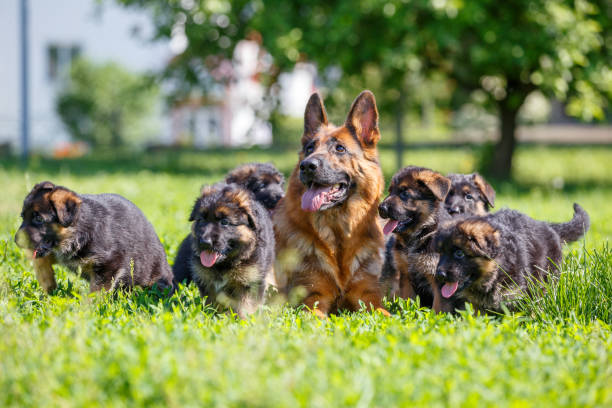 istock German shepherd with its puppies resting on grass 967126786