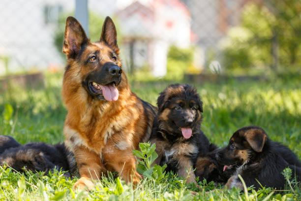istock German shepherd with its puppies resting on grass 967126806
