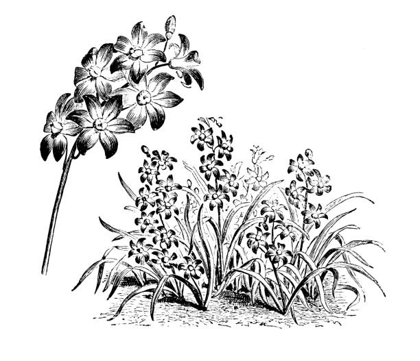 식물학 식물 골동품 조각 그림: chionodoxa luciliae, 보 셔의 glory-of-the-snow, 루의 glory-of-the-snow - chionodoxa stock illustrations
