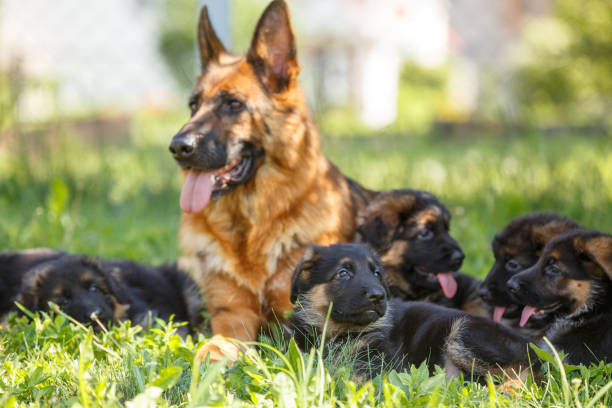 istock German shepherd with its puppies resting on grass 967126852