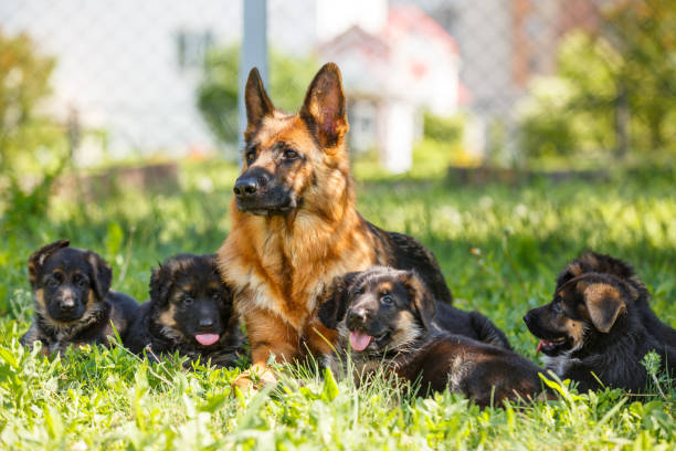 istock German shepherd with its puppies resting on grass 967126890