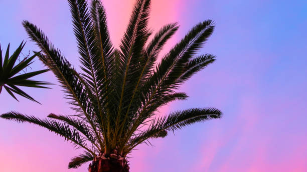 istock Palm tree with beautiful pink and blue sky at sunset 967129252