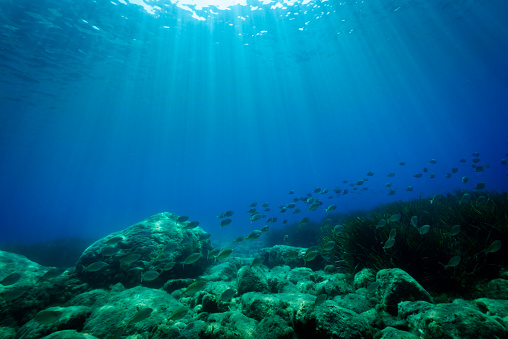 Underwater scene of seabed in the Mediterranea Sea
