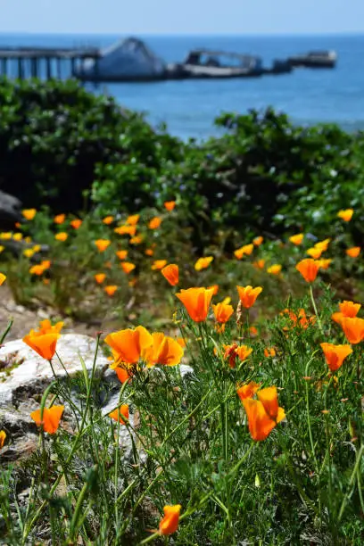 Colorful images and landscapes from around the Monterey Bay in California