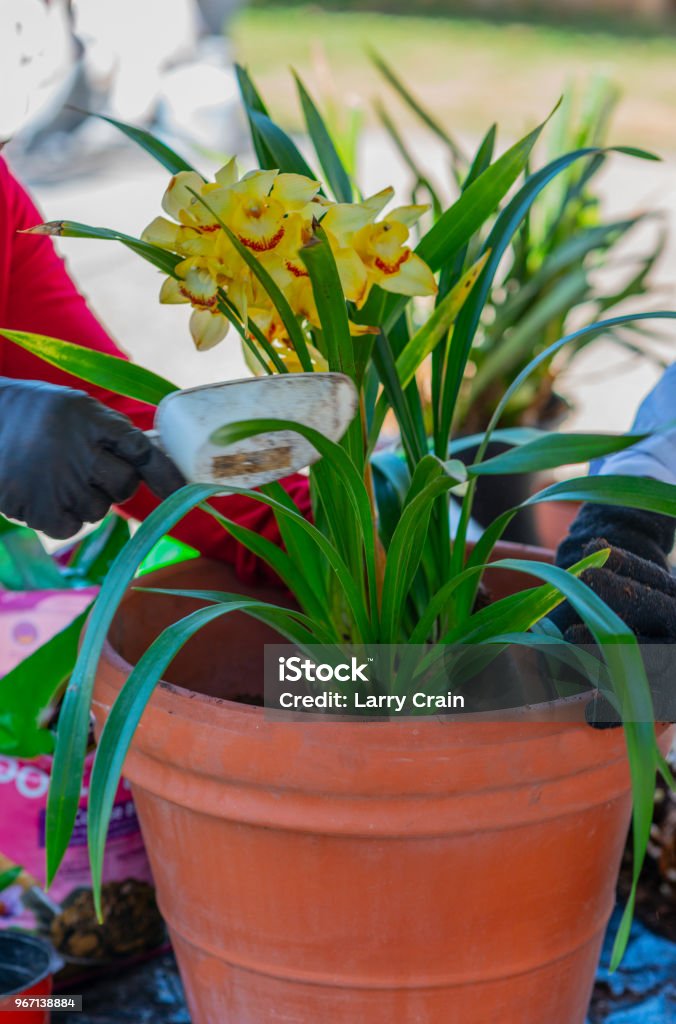 Potting of Orchids in the spring repotting plants in backyard Orchid Stock Photo