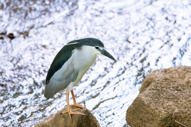 Black-crowned night heron on a rock of the river.