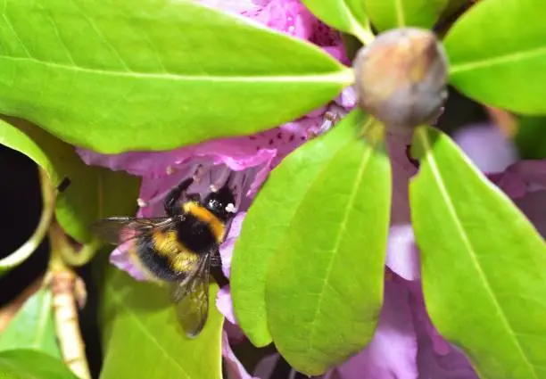 Photo of Busy Bumble Bee