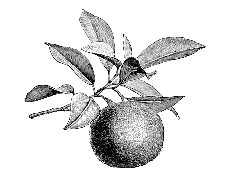 Botany plants antique engraving illustration: Citrus aurantium, Bitter orange, Seville orange, sour orange, bigarade orange