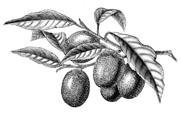 istock Botany plants antique engraving illustration: Kumquat, Citrus Japonica 967197936