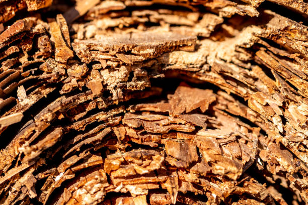 istock Detail of an old tree 967197948