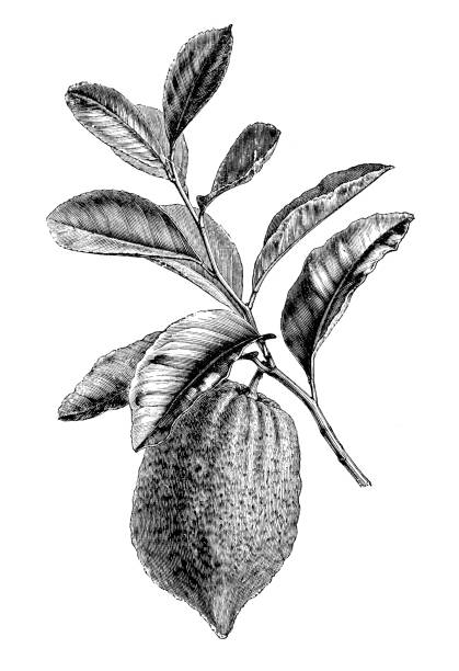 Botany plants antique engraving illustration: citron (Citrus medica) Botany plants antique engraving illustration: citron (Citrus medica) citron stock illustrations