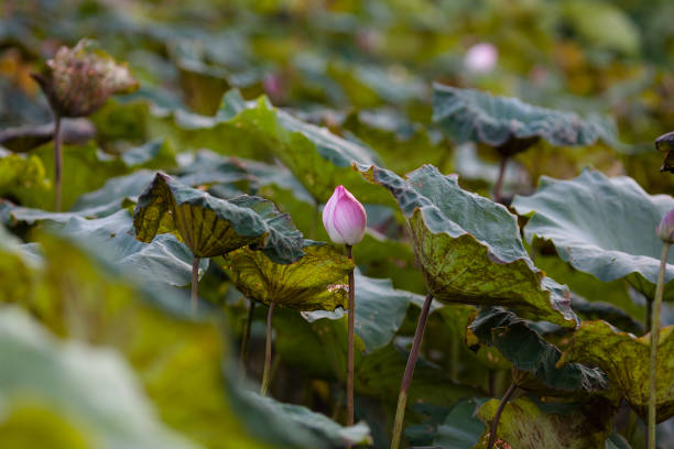 istock Blooming lotus flower in the pond 967198120