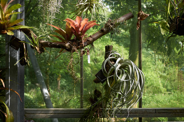 istock Tillandsia plants on a window 967203126