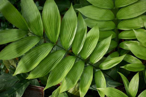Zamia skinneri plant Zamia skinneri plant skinneri stock pictures, royalty-free photos & images