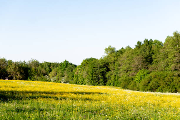 green meadow with yellow blooming dandelions on a sunny day. spring park landscape.