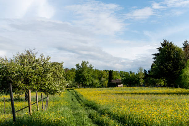 istock meadow orchards in late spring time in Germany 967203924
