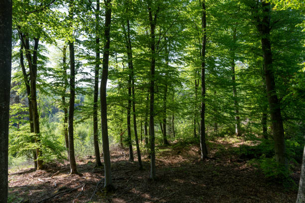 istock Forrest area with sun coming trhough the trees in spring with green leaves 967204426