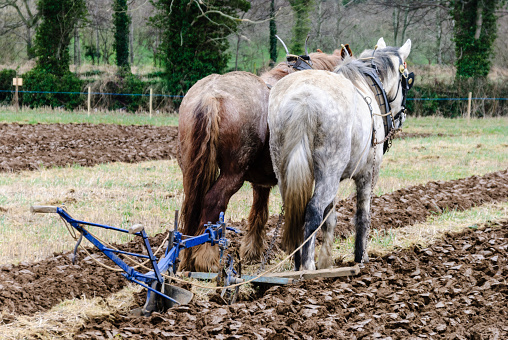 Two horses stand ready to pull a plough while ploughing a field.