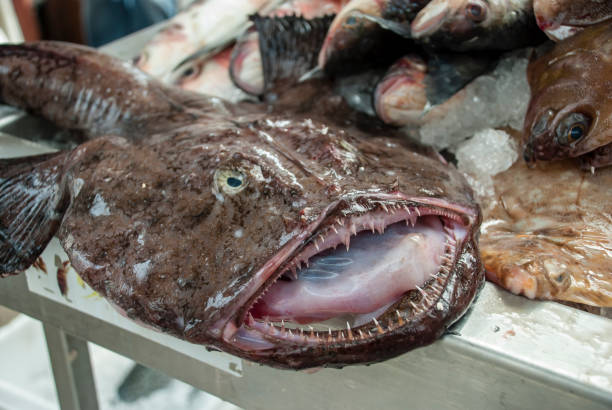 Wide open jaw of a monkfish at a fish market