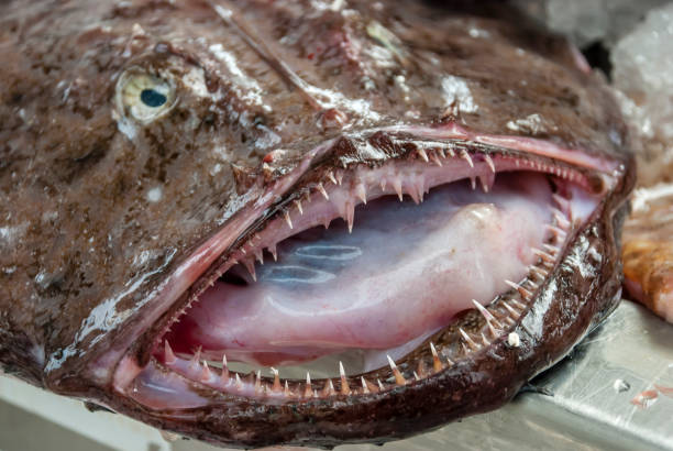 istock Monkfish mouth and teeth on fishmongers table 967221622