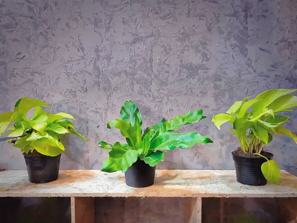 Fresh Green Potted Plants on Shelf