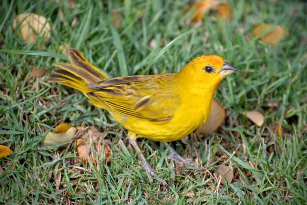 istock male saffron finch, Sicalis flaveola 967230286