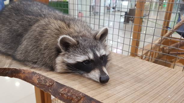 istock Cute sad raccoon in cage 967232420
