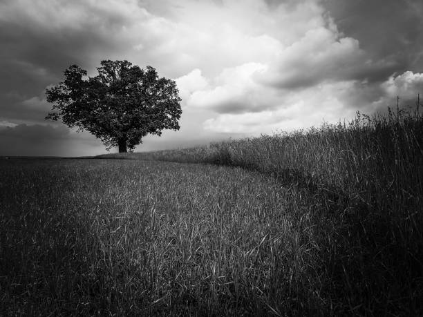 istock Black and white of lone oak tree standing by field edge 967243458